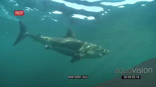 Large Great White Shark UW PROFILE
