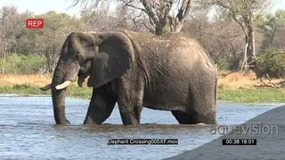 Elephant crossing a river in the Okavango Delta