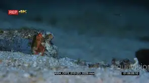 Close up shot of Veined octopus or coconut octopus hiding in a tube when it catches a.