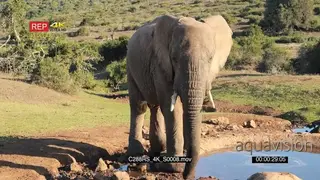 Elephant standing and drinking water from a waterhole FF PROFILE