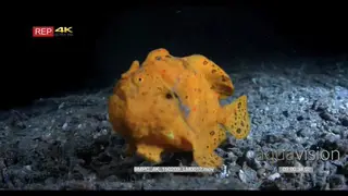 MS TO CU Orange painted frog fish breathing deeply swims away