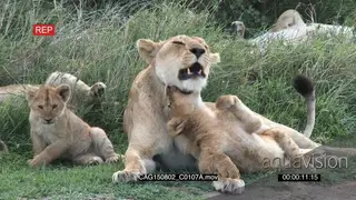 African Lioness laying down on bushveld with cubs moving and showing affection LWS ZI MLS.