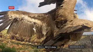 Cape Vultures fighting over carcass MCU