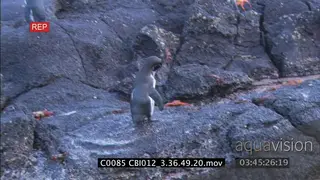 Galapagos penguins in water close to rocks on beach, penguins stand on rocks, groom