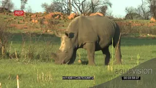 White Rhino grazing on the Grassland GOOD LIGHT