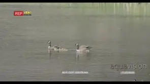 Canada Geese with goslings sailing in river LS PAN