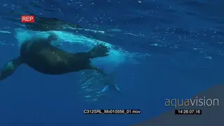 Marlin sailfish and Seals feeding on small bait ball in deep blue ocean UW