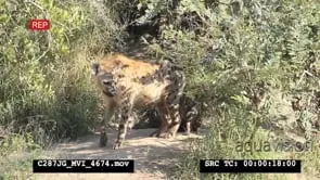 Spotted Hyena Mother and pup general behaviour Juvenile passes by MCU ZOOM MS