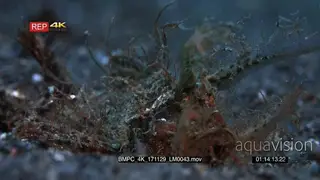 Close up side view of the face of an Ambon scorpionfish, Pteroidichthys amboinensis
