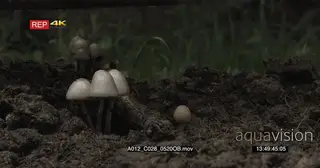 Fungus Mushrooms growing in Forest GOOD LIGHT