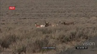 A herd of Pronghorn Antelope standing, walking around and grazing WS