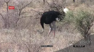 Female Ostrich foraging for food AmCam