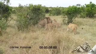 Male Lion is attacked by female lionesses, Male Lion injured and bleeding AmCam