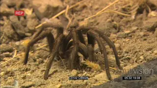 Baboon tarantula spider killing a prey GOOD LIGHT