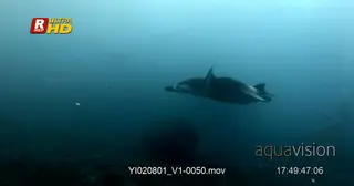 A very heavily pregnant female reef Manta ray glides through the water past the camera.