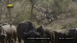 Cape Buffalo herd coming down to riverbank to drink water