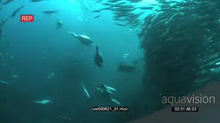 Dusky Sharks with Cape Gannets and Common Dolphins swimming in a Sardine ball underwater.
