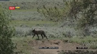 Gray wolf walking and looking around SCENIC GOOD LIGHT