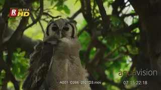 Verreaux's eagle-owl sitting on large sheltered branches and looking towards the camera.