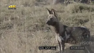 African wild dog pack hunting patrolling area scouting around sniffing ground SEMI DRY