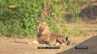 African male lion running across resting looking at camera