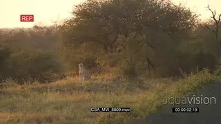 Cheetah on dirt mount facing camera hunting scouting around for prey in golden dusk light