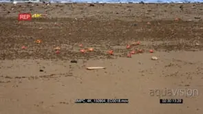 WS shot of feeding red crabs, ghost crab scurrying sideways across Isla de la Plata beach.