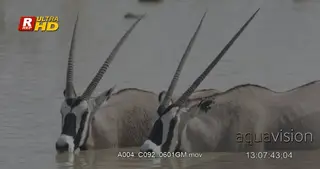 Two Gemsbok standing in and drinking water.