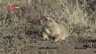 Prairie Dog laying down and looking around on prairie MLS
