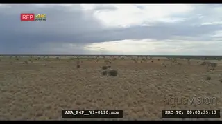 Aerial Drone shot bushveld Wildebeests grazing in the distance