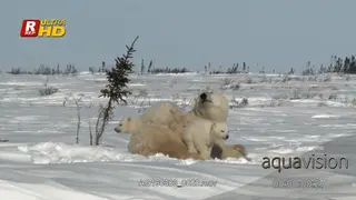 Adult female Polar bear laying down, resting, looking around and her cubs playing.