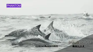 Common Dolphin pod porpoising across ocean PhANTOM