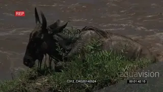 Blue Wildebeest falling swimming in river trying to cross it then walking onto bushveld.