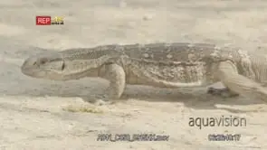 Rock Monitor climbing down tree and crawling on veld