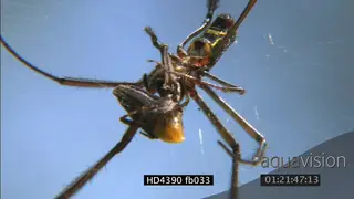 Golden orb web spider feeding on a cricket CU FOCUS PULL