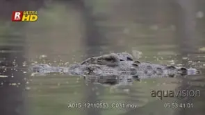 Nile Crocodile eyes and nostrils above the water surface and submerging, AW;DAY