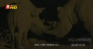 Two adult Black Rhinoceros standing, sparring while the calf is standing and looking at.