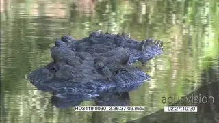 Nile Crocodile half sub-merged in water facing the camera, CU XCU