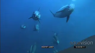 Common Dolphin pod porpoising