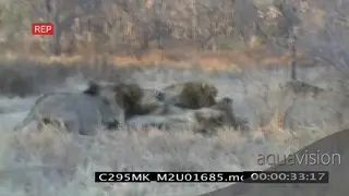 A herd of buffalos interrupts Mapogo males fighting AmCam
