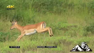 MLS SLOWMO Impala antelope Stotting in the Morning GREEN