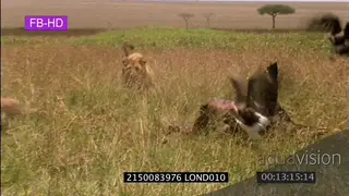 Spotted hyena and Lion interaction