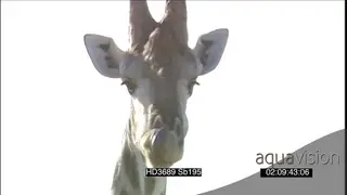 Giraffe scouting around for danger drinking water