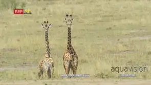Two young giraffes standing looking at camera