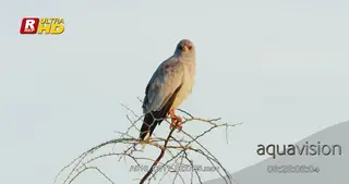 Pale chanting goshawk perched on tree branch and looking around.