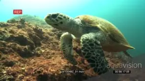 Hawksbill Sea Turtle swimming underwater in ocean deep passing by camera Hunting UW