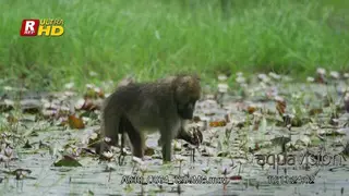 Male Chacma Baboon standing, feeding on flowers and looking around and towards the camera.
