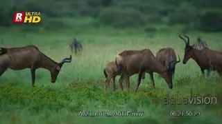 Herd of young and adult Red Hartebeest standing, looking around and feeding on grass.