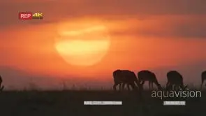 Impala herd grazing at sunset focus pull