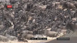 Wildebeest Gnu herds crossing the Mara river MCU